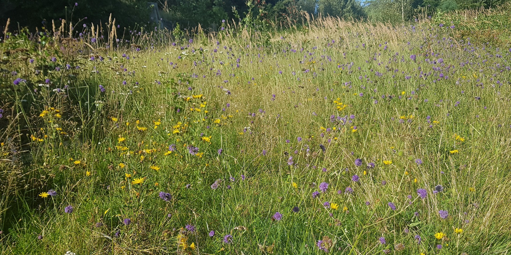 Blommande äng