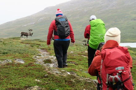 Med sällskap av renar